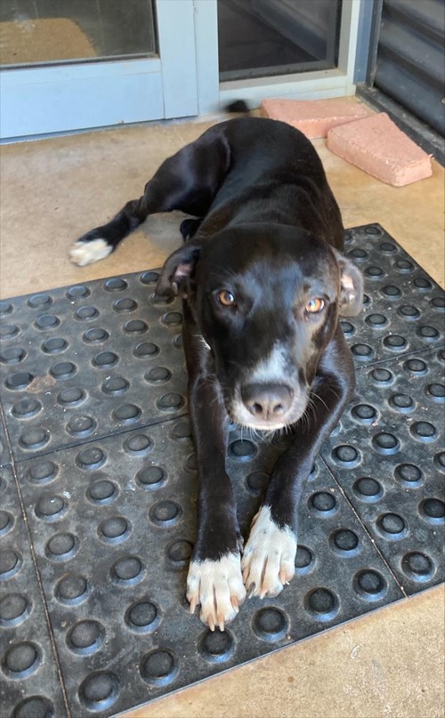 Photo for animal #157