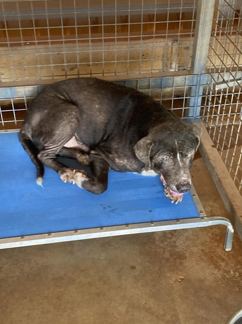 Photo for animal #166