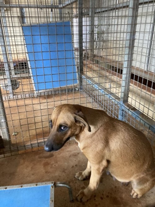 Photo for animal #173