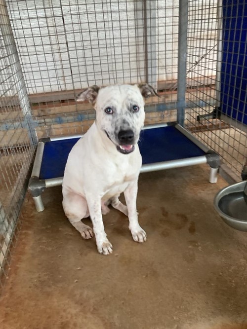 Photo for animal #174