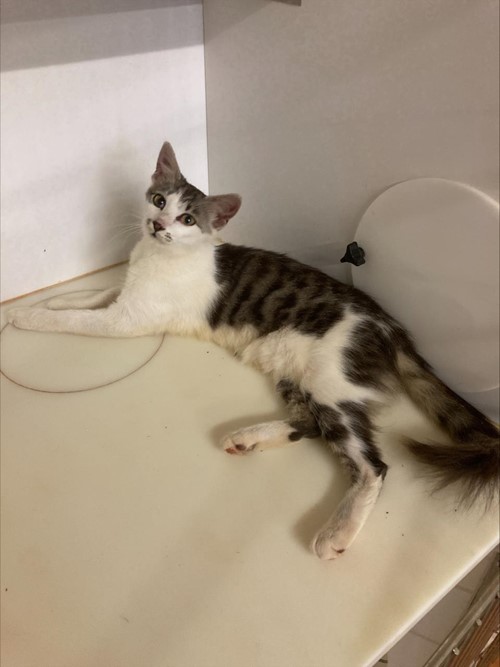 Photo for animal #165