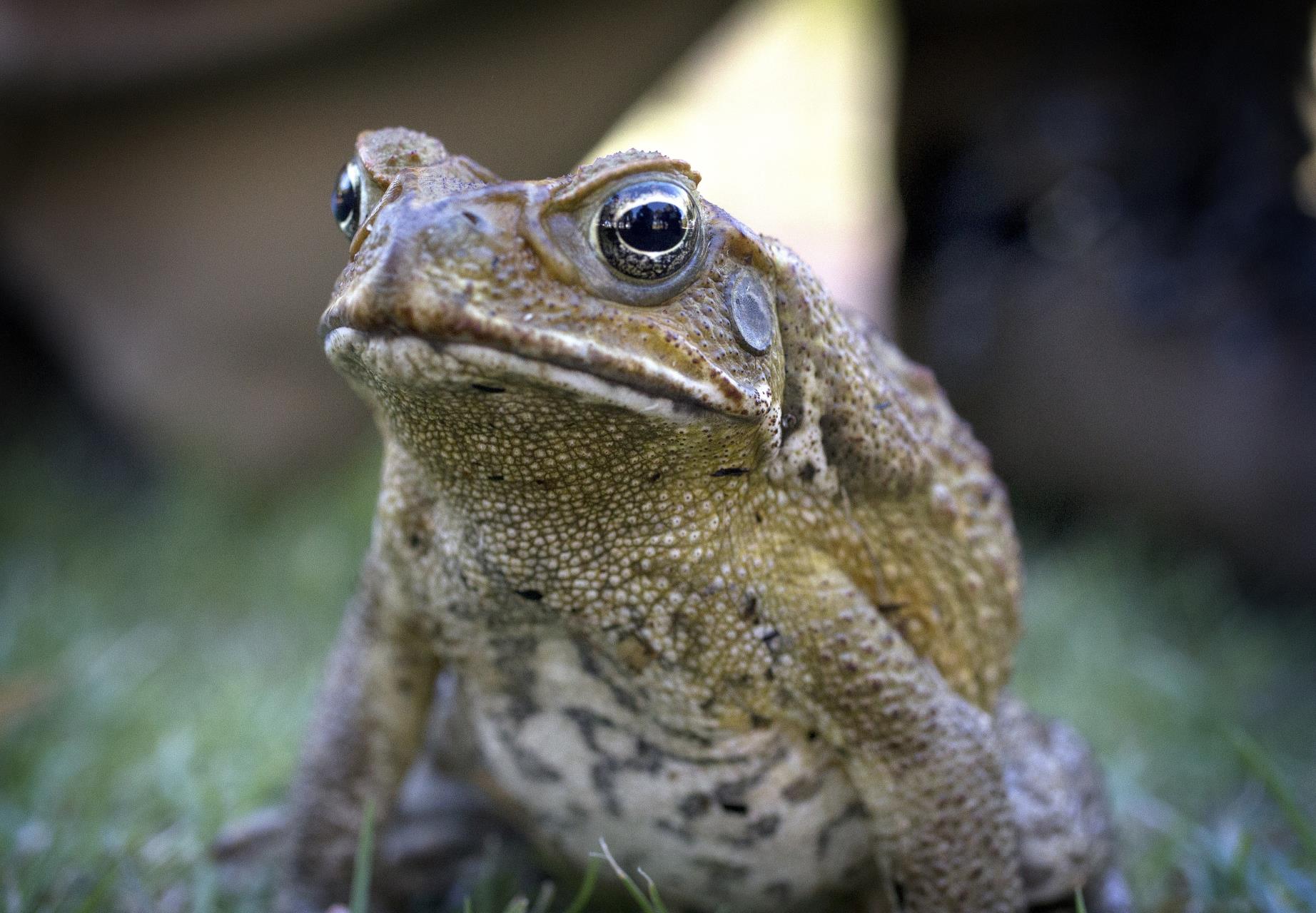 Derby Landcare Group working to control cane toads in Derby